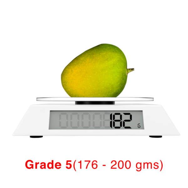 Buy Devgad Alphonso Mangoes online – Fresh Alphonso Mangoes from Devgad