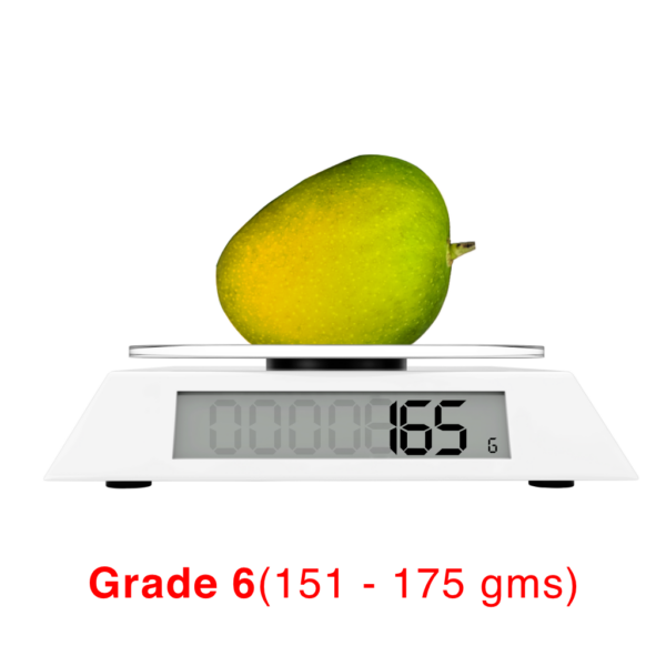 Buy Devgad Alphonso Mangoes online – Fresh Alphonso Mangoes from Devgad